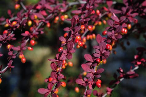 How to Grow and Care for Japanese Barberry 